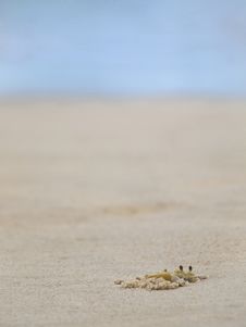 Ghost Crab Royalty Free Stock Image