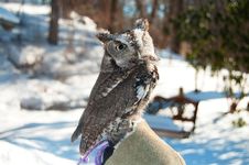Owl Royalty Free Stock Photos Owl Royalty Free Stock Photos