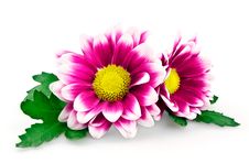 Bright Purple Chrysanthemum Royalty Free Stock Image Bright Purple Chrysanthemum Royalty Free Stock Image