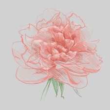 Peony Stock Images Peony Stock Images