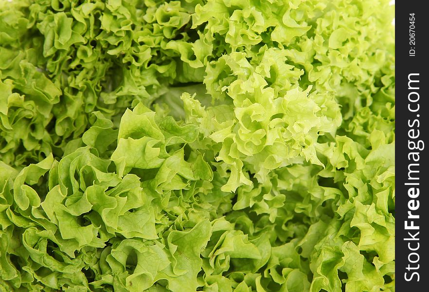 Fresh green lettuce with texture background. photography