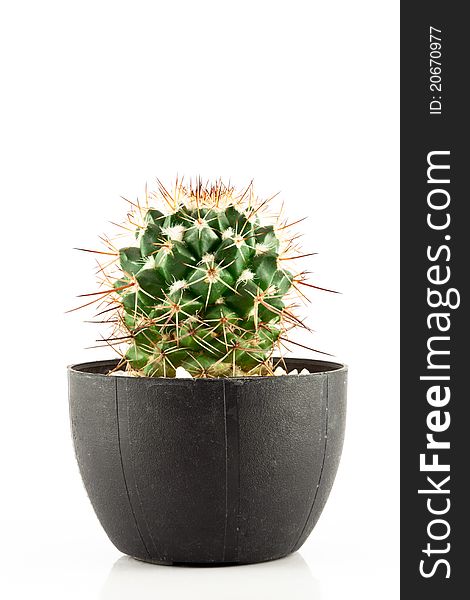 Cactus isolated in a pot on white background