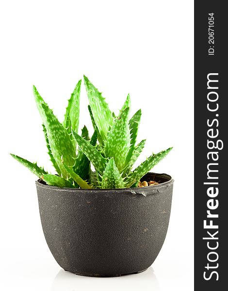 Aloe vera in a pot on white background