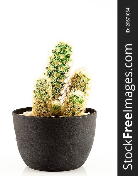 Cactus Isolated