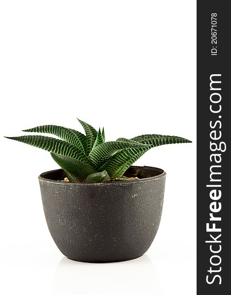 Aloe vera in a pot on white background