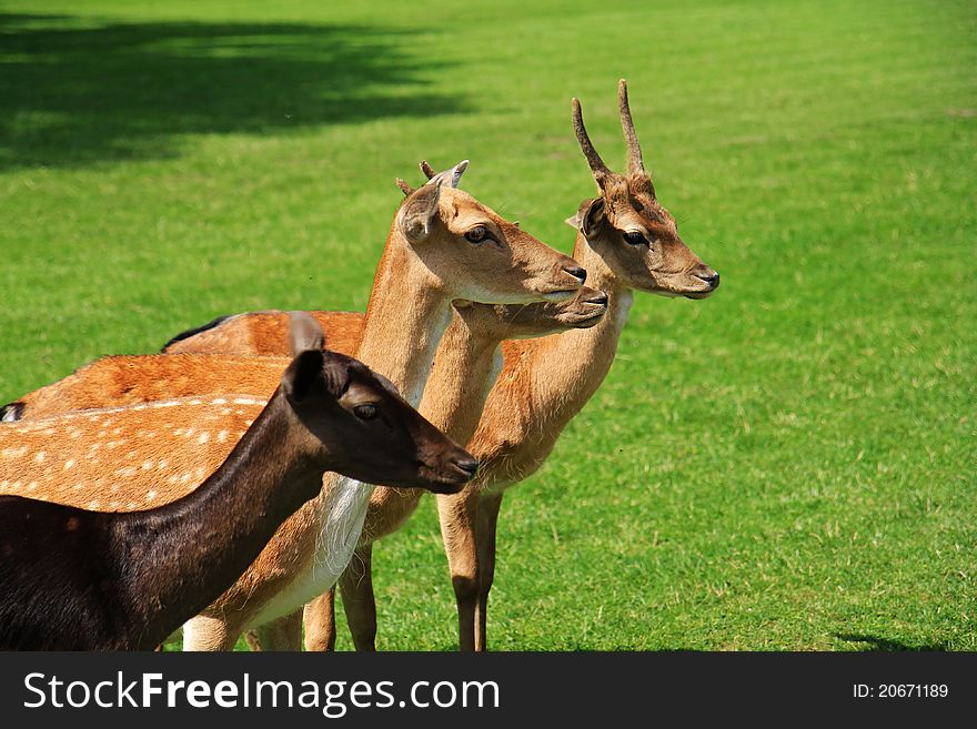 Family fallow deers standing in a meadow