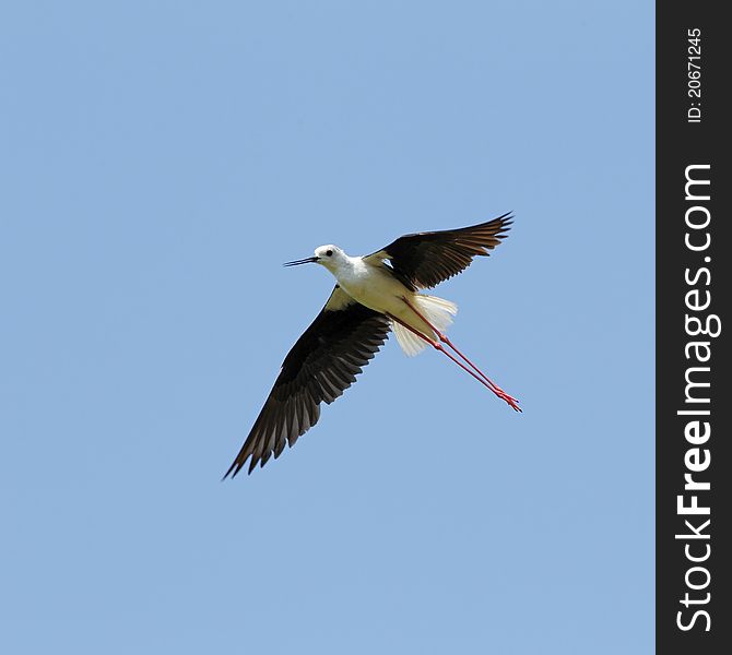 Flying stilt, (Himantopus himantopus), blue sky. Flying stilt, (Himantopus himantopus), blue sky