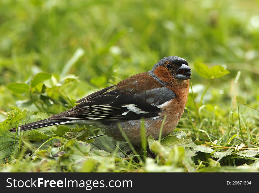 Chaffinch (Fringilla coelebs), with sunflower seed in beak