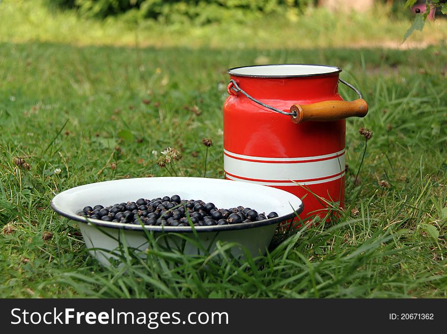 A bucketful of ripe blackcurrant