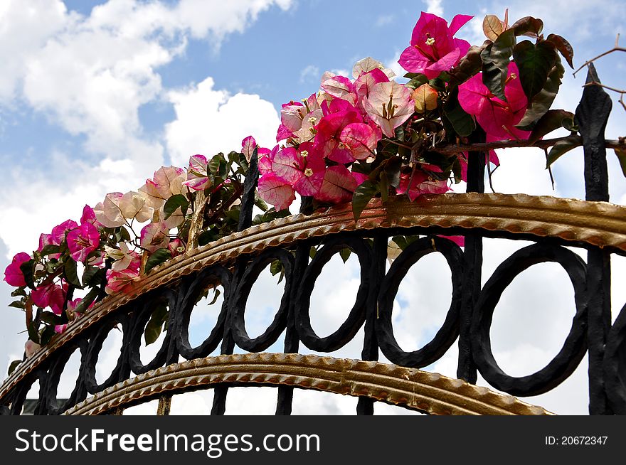 Fuchsia Flowers On Fence