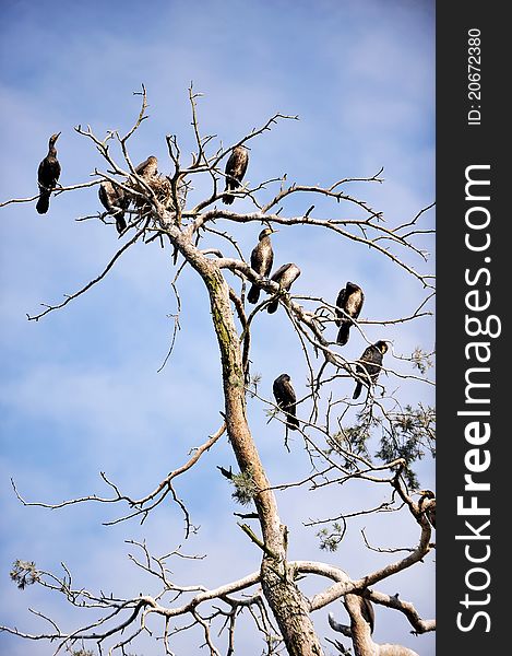 Cormorants roosting on a branch of a dead tree on background evening sky