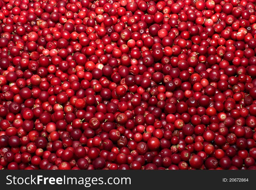 Background from berries of a red ripe cowberry. Background from berries of a red ripe cowberry.