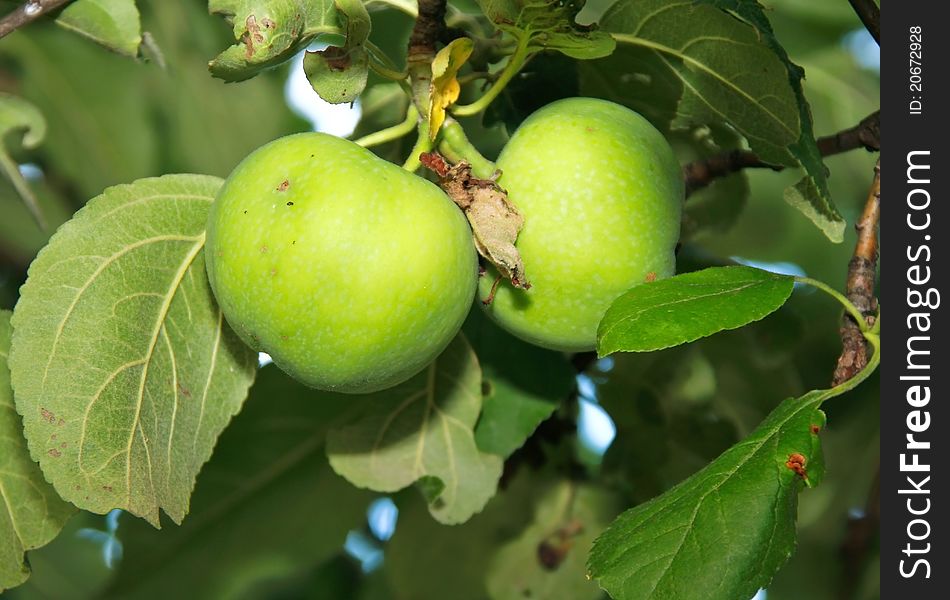 Two Green Apples On The Apple Tree