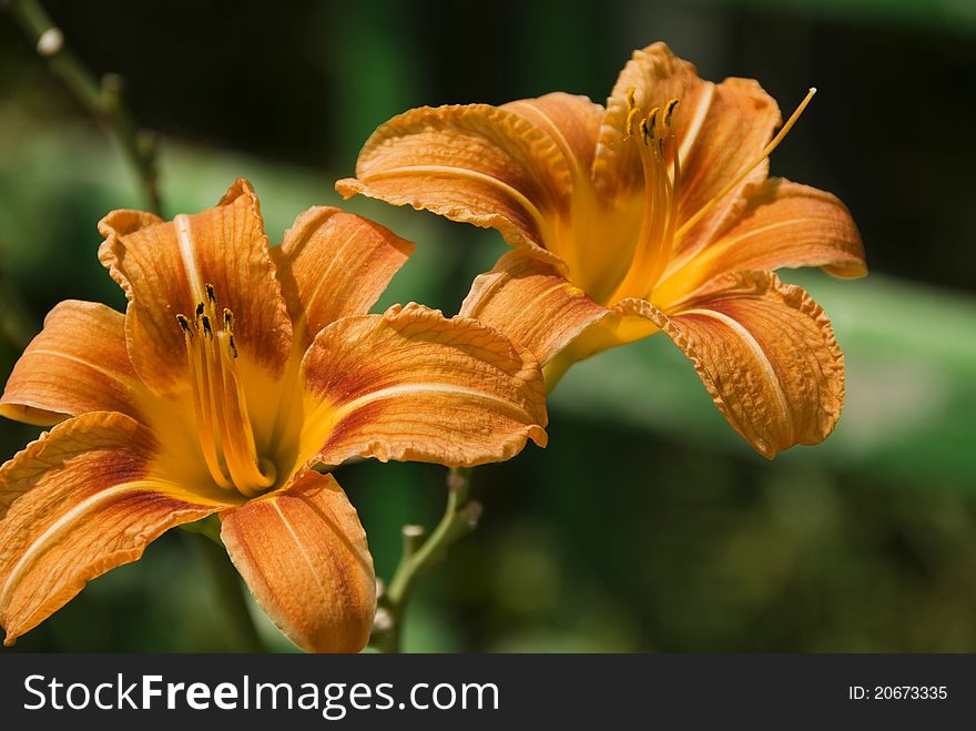 Two lilies against a blurry background. Two lilies against a blurry background