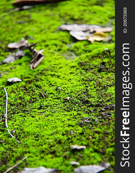 Mossy Ground In National Park In Thailand