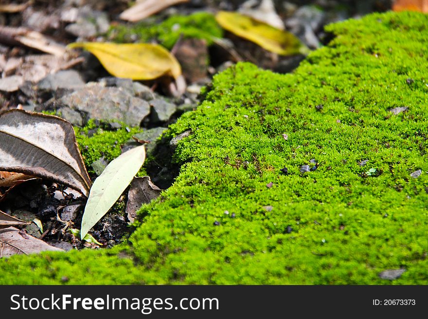 Mossy Ground In National Park In Thailand