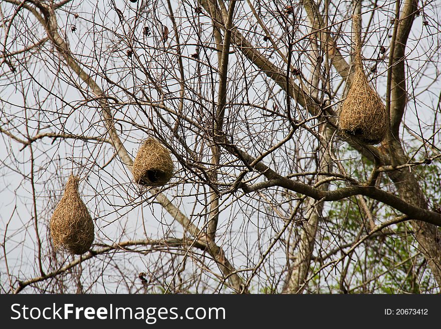 Three weaver bird nests hanging on the tree