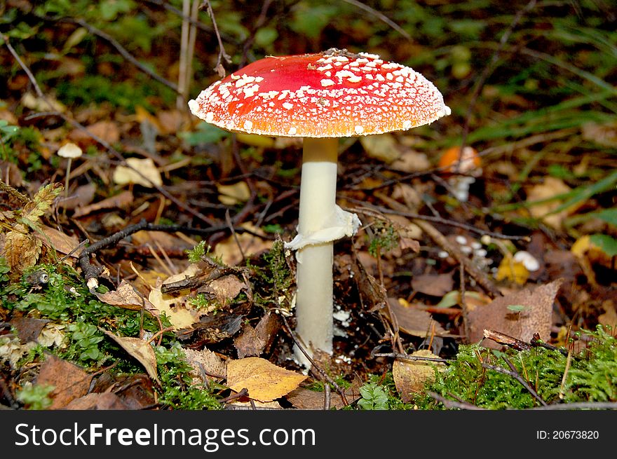 The red fly agaric costs among leaves