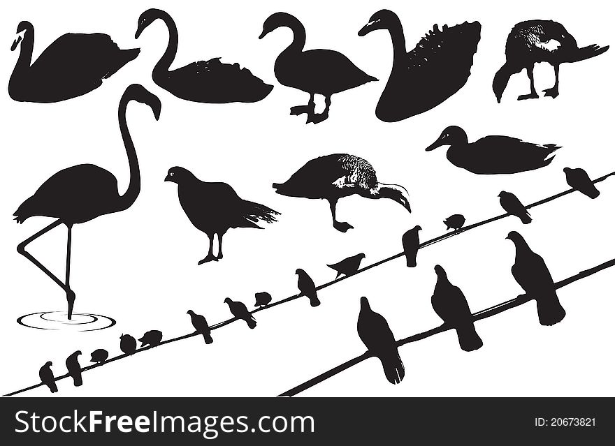 Birds.Vector black silhouettes of wild birds on white background