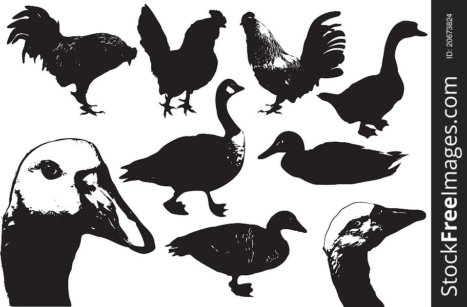 Vector black silhouettes of farm birds on white. Vector black silhouettes of farm birds on white