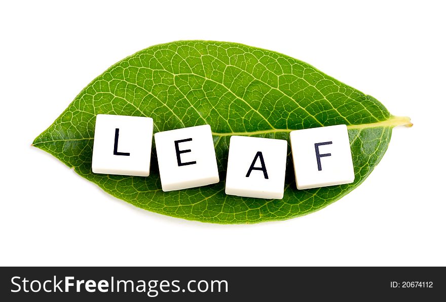 Studio shot of green leaf with scramble word Leaf on it , isolated on white background