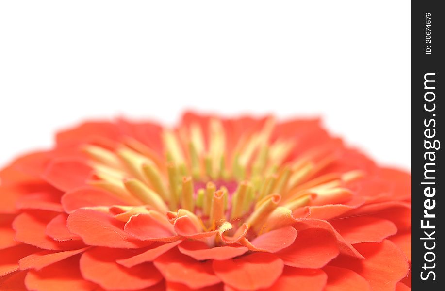 Zinnia elegans isolated on white background