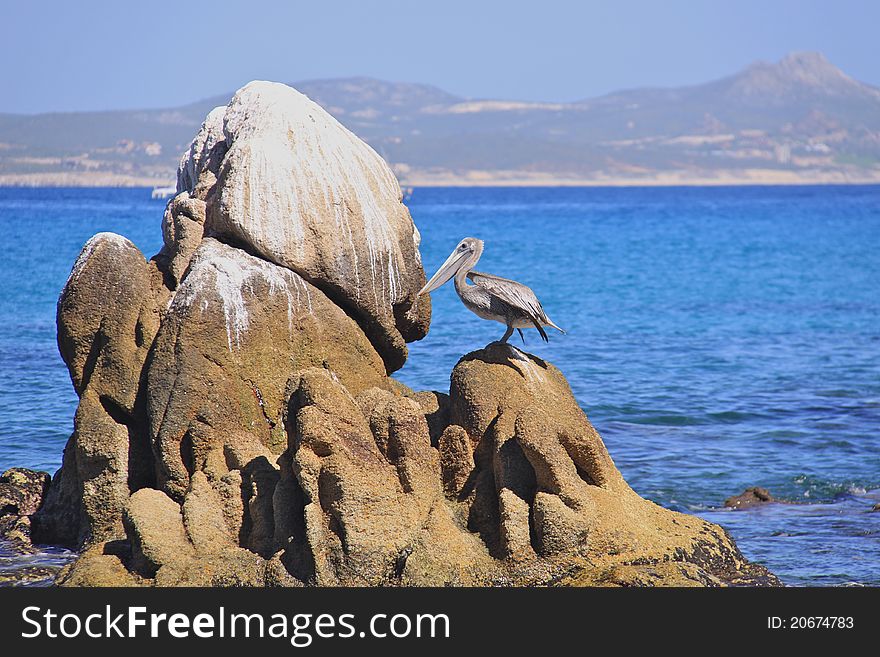 Lonely pelican on the rocks in the ocean