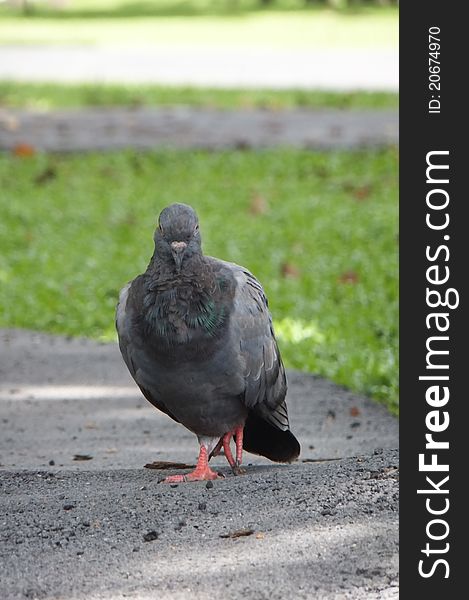 Closeup of one grey pigeon in garden. Closeup of one grey pigeon in garden.