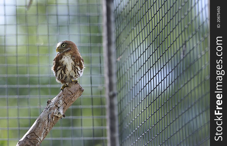 Ferruginous pygmy owl