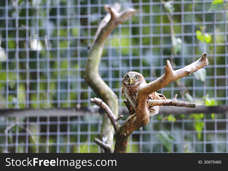 Red kite bird (ferruginous pygmy owl) on its perch