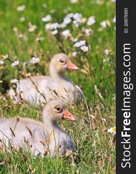 Youngsters of white-fronted goose in a grassland