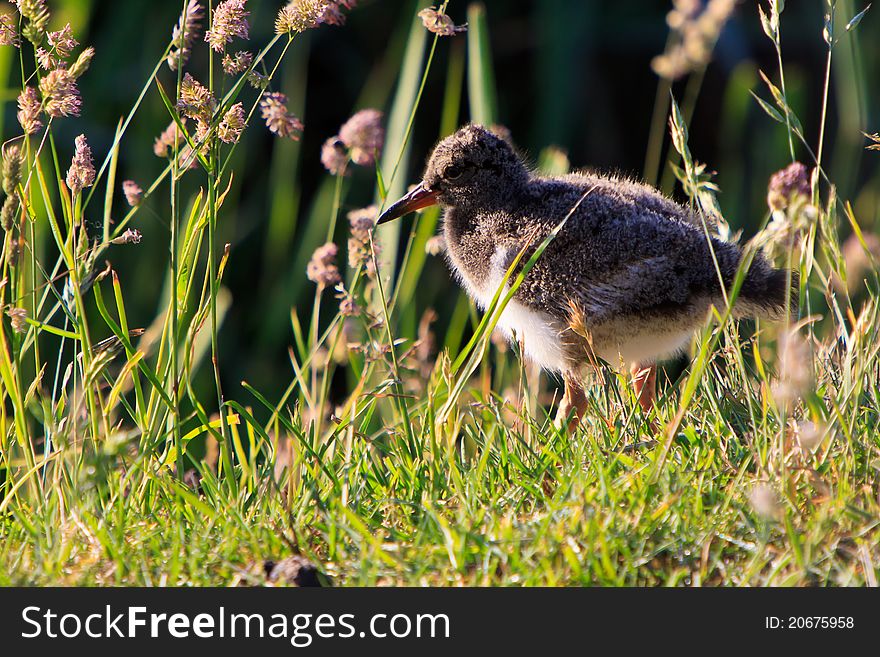 Juvenile oyster-catcher bird walking in a grassland