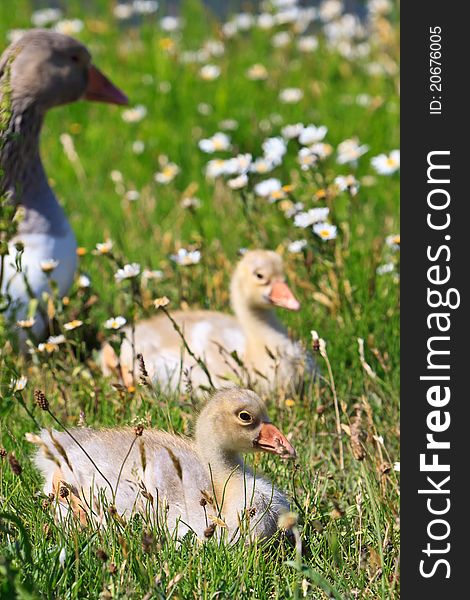 White-fronted goose with youngsters