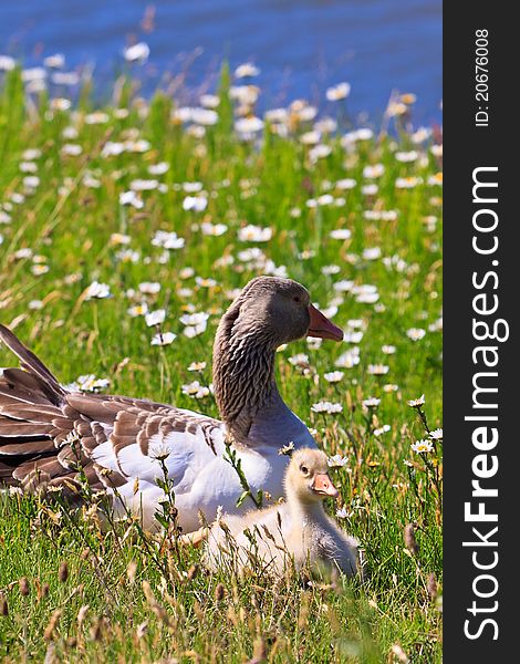 White-fronted goose with youngsters