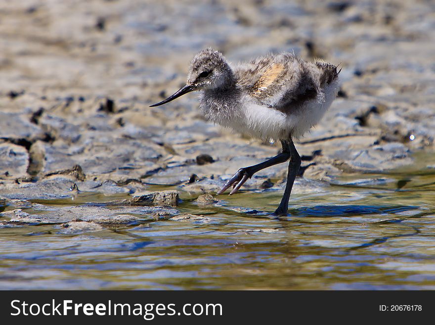 White avocet bird walking near water