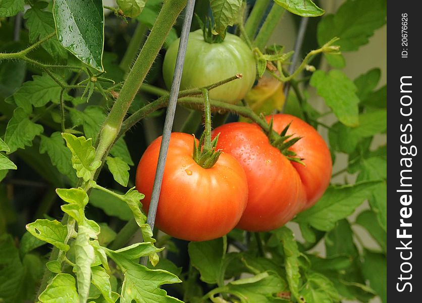 Backyard garden with large red ripe tomatoes on the vine, a green tomatoe above and sprinkle if water