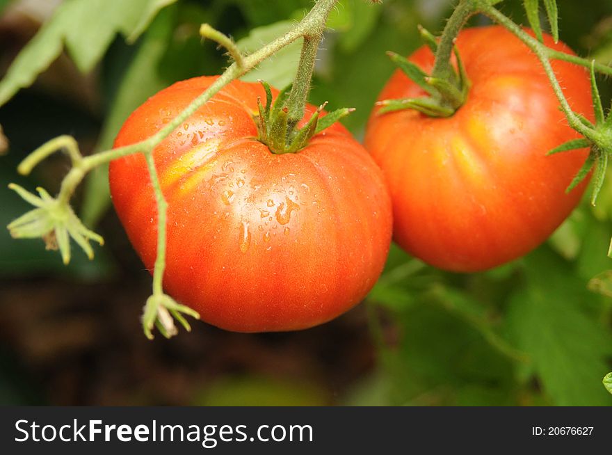 Pair of incredible red ripe tomatoes on the vine ready to pick.