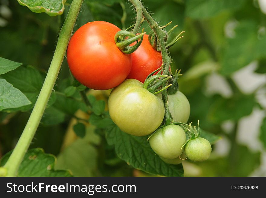 tomatoes on the vine in full sun, two bright red and more green , homegrown and ready to eat