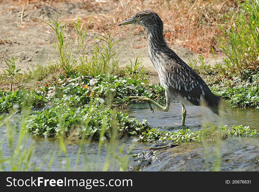 A lone juvenile heron walking in the water with one yellow foot raised to take the next step. A lone juvenile heron walking in the water with one yellow foot raised to take the next step