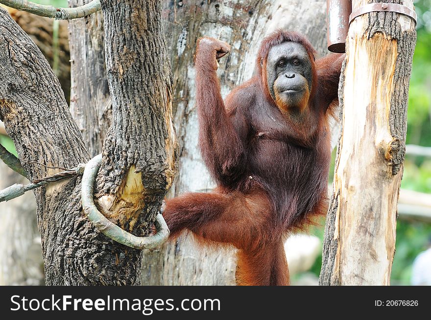 Gorilla, Orangutan At The Zoo With A Muscular Pose. Gorilla, Orangutan At The Zoo With A Muscular Pose
