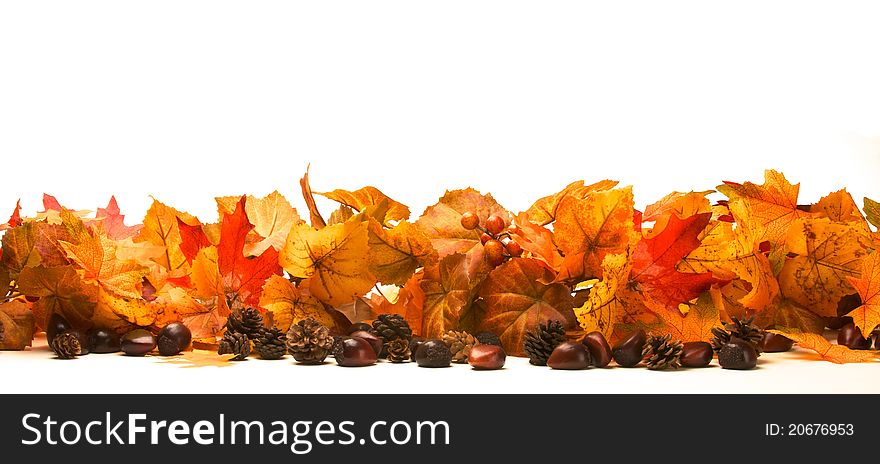 A horizontal presentation of fall, maple leaves on a white backtground with chesnuts and pine cones in the foreground. A horizontal presentation of fall, maple leaves on a white backtground with chesnuts and pine cones in the foreground.