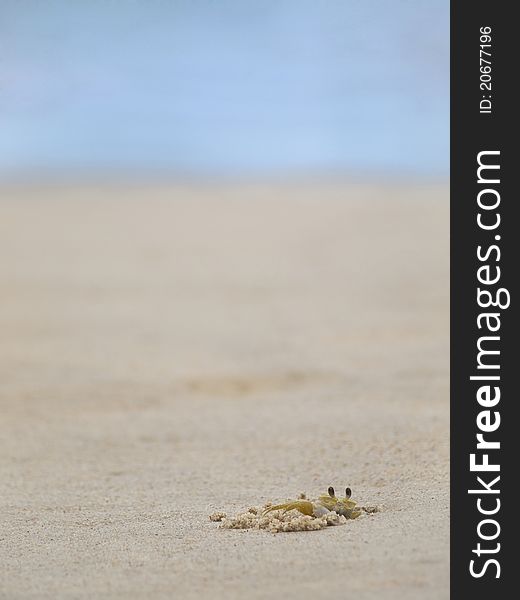 A ghost crab digging in the sand on a tropical beach.