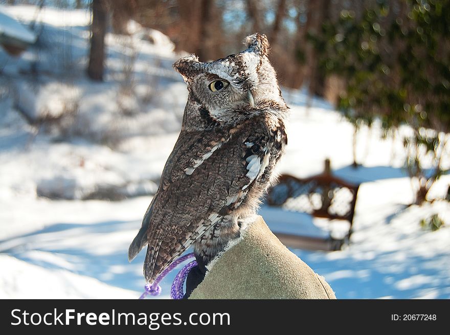 One-eyed Screech Owl in Winter