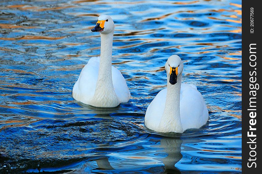 Two white swans on the river.