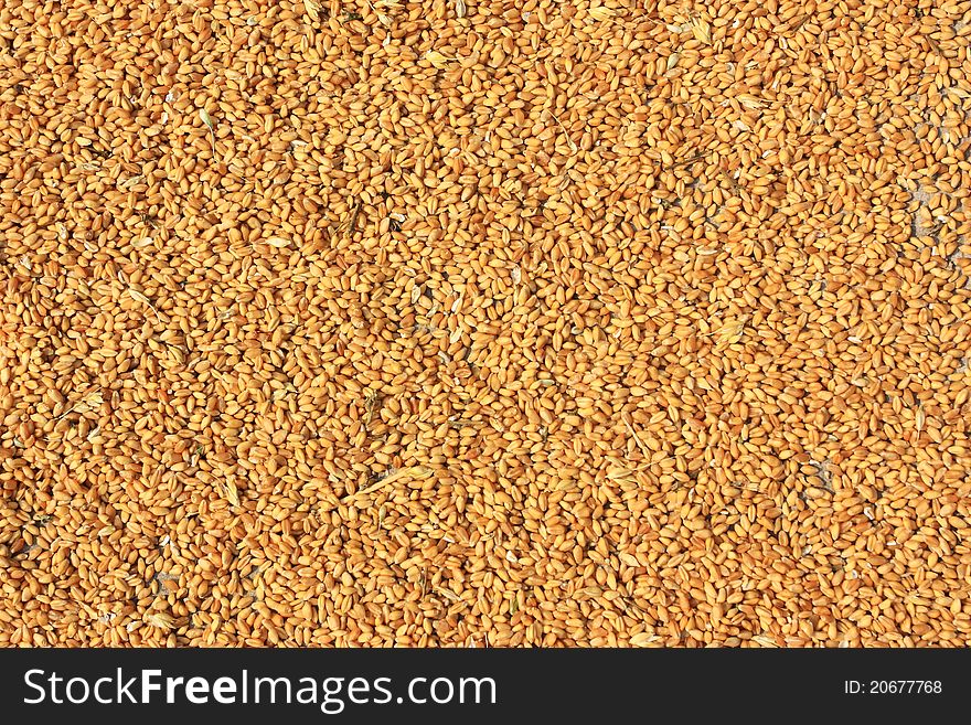 Abstract background of golden kernel. Abstract background of golden kernel