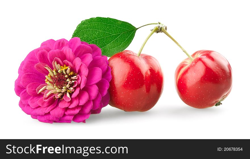 Chrysanthemum and mini apples on white background