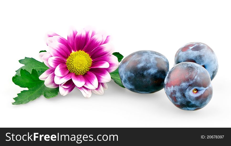 Chrysanthemum and three plums on white background