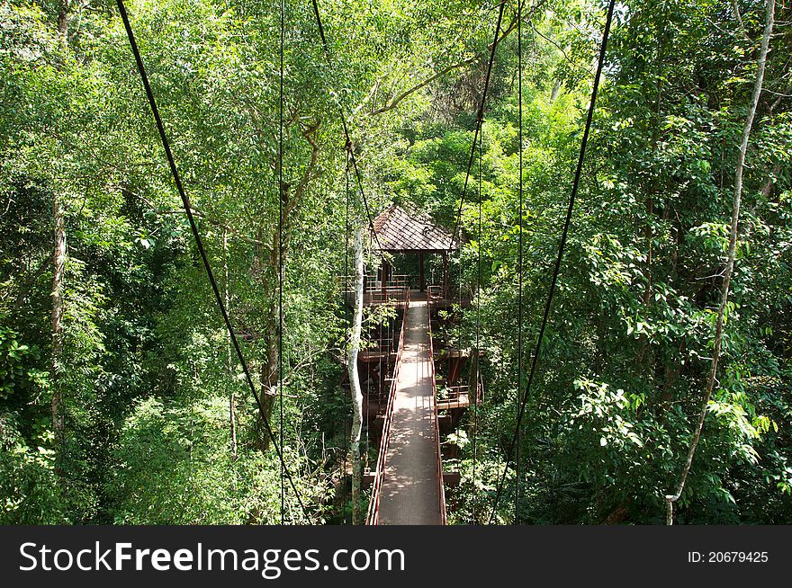 Bridge and Tower in Forest at Southern, Thailand.
