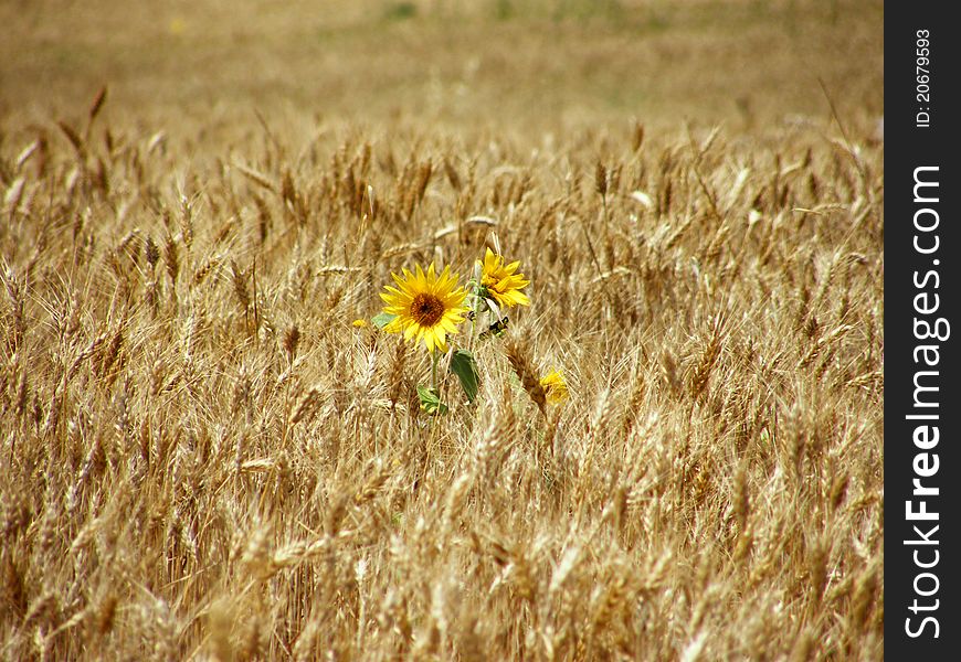 Sunflowers in a barley field