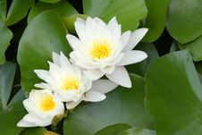 Water Lily Royalty Free Stock Photo